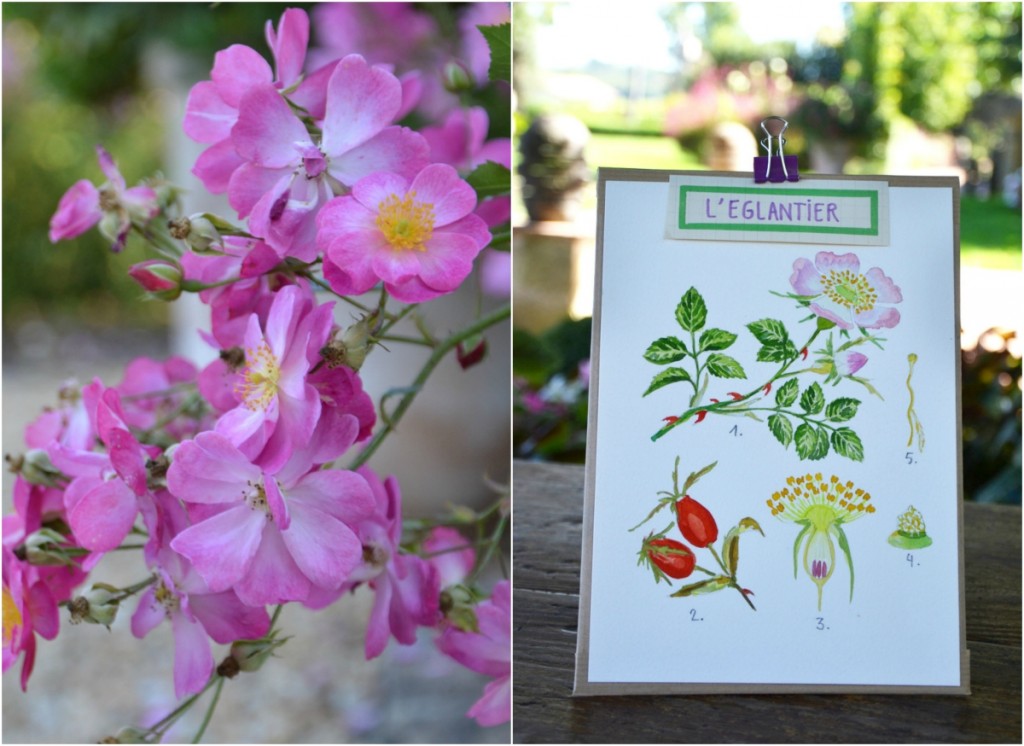 planche eglantier la fabutineuse
