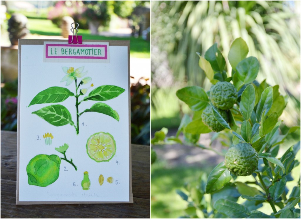 planche le bergamotier