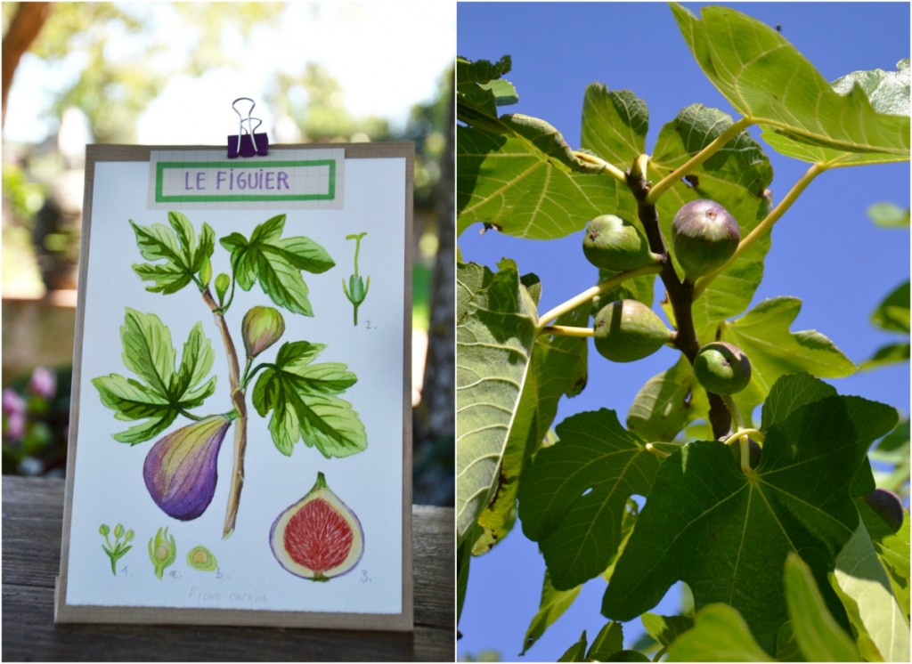 planche le figuier la fabutineuse