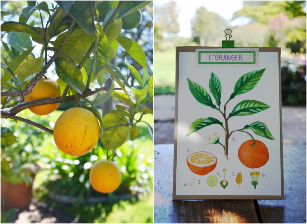 planche oranger la fabutineuse