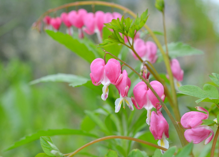 coeur de marie la fabutineuse 4