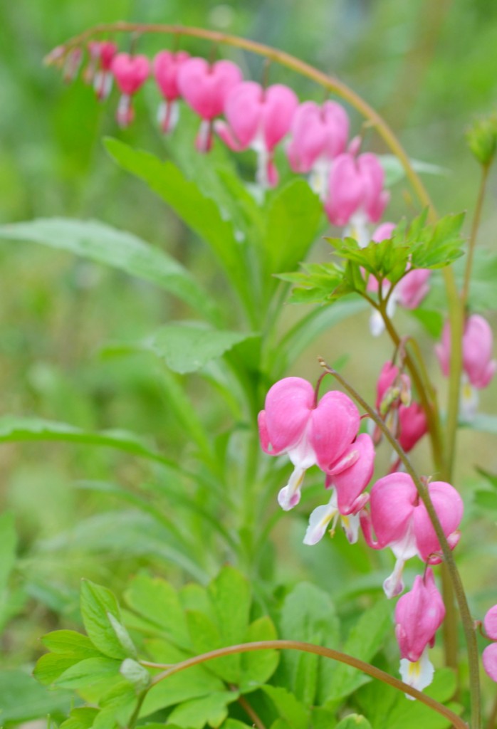 coeur de marie la fabutineuse 5