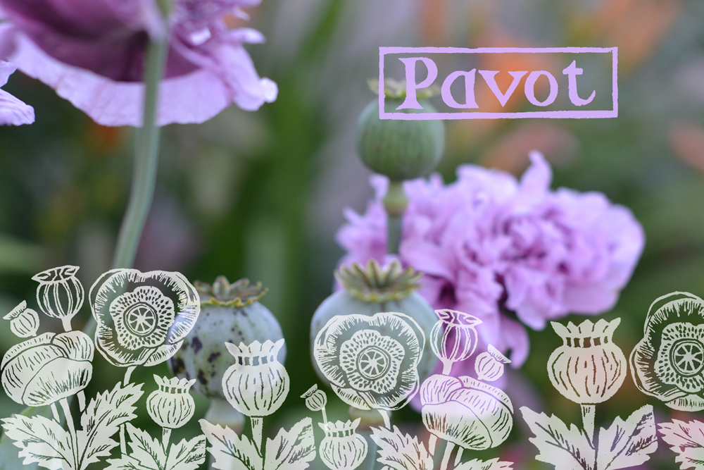 photo pavots et tampons la fabutieneuse rectangle